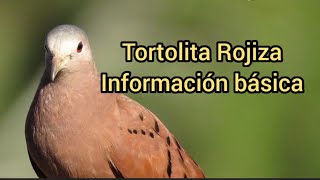 Ave Tortolita Rojiza  Información Básica [upl. by Daffodil]