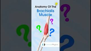 Brachialis Anatomy anatomy physiotharapy physicaltherapy brachialis [upl. by Nared]