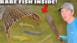 I Caught RARE Fish in a Primitive Fish Trap [upl. by Ramu]