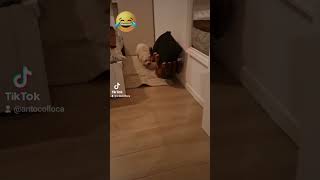 VIDEO DIVERTENTI TIKTOK DOG RISATE PAZZE 🤣 lampo lupin [upl. by Ahtebat]