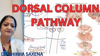 Dorsal column pathway medial lemniscus pathway Gall and Burdach pathway [upl. by Drandell]