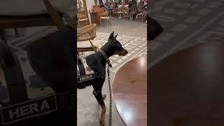 Doberman’ı dışlıyorlar 😱🥲 dog doberman [upl. by Naie]