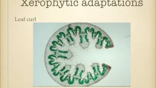 AS level G19 Xerophytes Ms Cooper [upl. by Tresa]