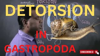 MOLLUSCA L4  DETORSION IN GASTROPODAकब क्यों और कैसे [upl. by Chatwin49]