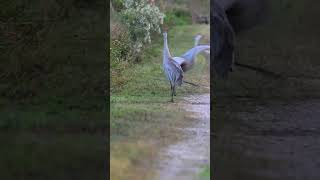 Sandhill cranes mating dance pardon the shaky camera nature florida wildlife birds [upl. by Supple252]