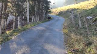 20241114 chamois on the road to Le Suchet VD CH [upl. by Hayn556]