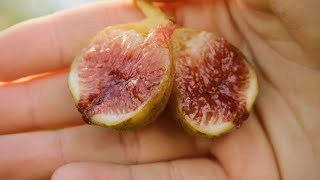 The Best Early Fig Varieties [upl. by Ojibbob]