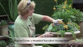 How to Make a Mounded Succulent Arrangement [upl. by Annala]