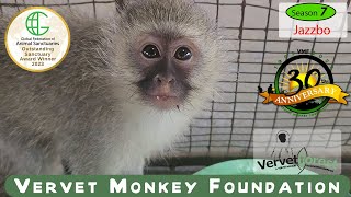 “Jazzbo’s Journey From Car Crash Survivor to Troop Reunion at Vervet Monkey Foundation” [upl. by Nainatrad]