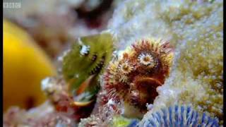 Coral reef wonderland  Wild Indonesia  BBC [upl. by Simmonds115]