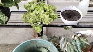 Repotting dan Memperbanyak Tanaman Scindapsus Pictus Exotica Scindapsus propagation and repotting [upl. by Reld]