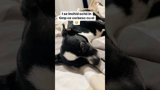 I se închid ochii în timp ce vorbesc cu el 🤣 chihuahua thor iubitordeanimale iubitordecaini [upl. by Ecila656]