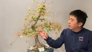 Bonsai defoliation and pruning acer [upl. by Ratcliffe]