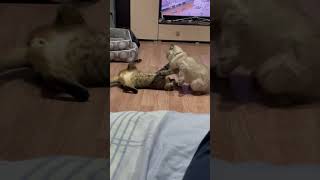 Спокойный добрый вечер cat кот котик животные fun кошка funnycats animals kitten юмор [upl. by Howenstein462]