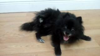 Lexi the pomeranian having a seizure [upl. by Farro]