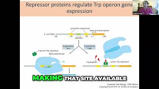 The Tryptophan Operon Regulation and Transcription Process [upl. by Thursby]