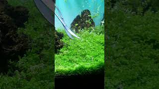 Easy Carpeting Plants In Aquarium aquarium plantedaquarium aquascape plantedtank fishtank fish [upl. by Niuq558]