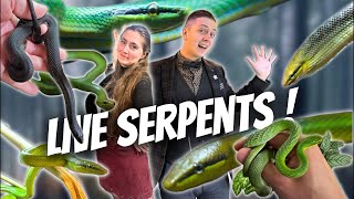 COMMENT VONT MES SERPENTS  Ça a grandi  Loma Live  Ep 7 [upl. by Anaujik]