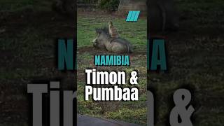 🇳🇦 Der echte Timon und Pumbaa in Namibia [upl. by Desmond]