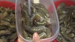 Noreens Kitchen Tid Bit How to Clean and Freeze Fresh Shrimp [upl. by Joub]