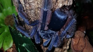 A quick look at my new Tapinauchenius violaceus  Purple Treespider post molt feeding on crickets [upl. by Htiffirg435]