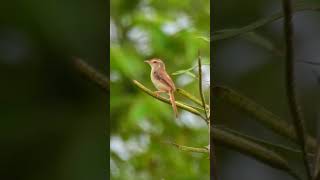 Birds call Prinia birds cutebird birdschirping shorts shortvideo shortsfeed [upl. by Dimah207]