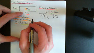 The Cardiac Cycle and Cardiac Electrophysiology Part 4 [upl. by Rog652]