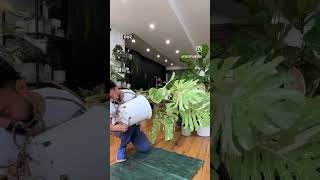 Repotting my Massive Monstera Deliciosa houseplants indoorplants plantlife [upl. by Alletsirhc]