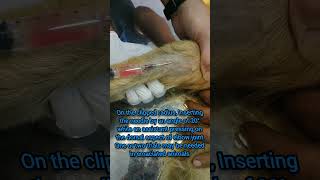 Intravenous injection in dog 🐕🐕🐕🐕 [upl. by Pena]