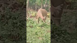 Nilgai from Bangabandhu Sheikh Mujib Safari Park Gazipur nilgai animals shorts bangladesh [upl. by Hoxsie639]