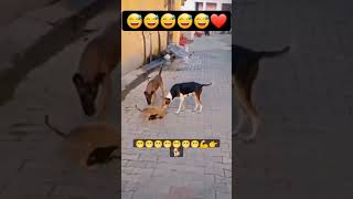 Dog vs dog fight short video [upl. by Nnyrat]