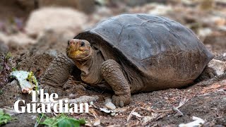 Galápagos tortoise found alive revealed as species thought to extinct 100 years ago [upl. by Anasor]