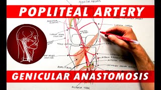 The Popliteal Artery branches amp genicular anastomosis [upl. by Yadahs]