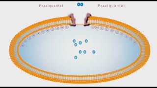 Anthelmintic animation Praziquantal [upl. by Rehm518]