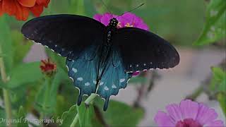 Swallowtail Butterfly Family [upl. by Akehsar185]