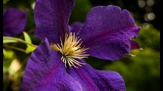 How to prune Group 3 Clematis [upl. by Waylan]