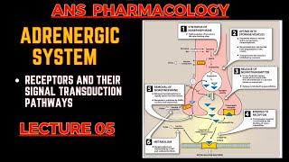 Adrenergic System Basics  Receptors and their Signal transduction  ANS pharmacology L5 [upl. by Notnilc]