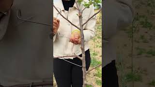 Fruit tree branch fixation process Good tools and machinery can increase work efficiency [upl. by Rech]