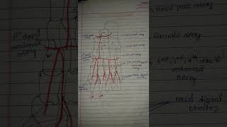 Dorsalis pedis artery 📝 [upl. by Ihsir]