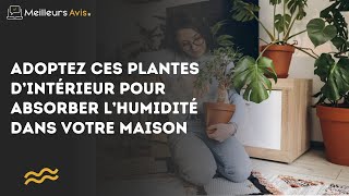 Adoptez ces plantes d’intérieur pour absorber l’humidité dans votre maison [upl. by Panthea]