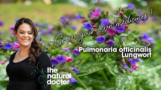 Grow your own medicines  Pulmonaria officinalis Lungwort for coughs lung issues breathlessness [upl. by Rehoptsirhc999]