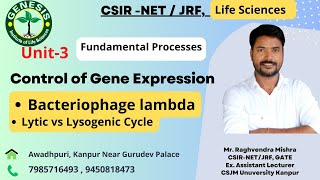 Lytic vs Lysogenic Cycle  Bacteriophage lambda I Control Of Gene Expression L42 [upl. by Atenik]