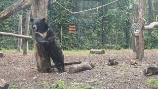 Asiatic Black Bear scratching its back at Pair Daiza [upl. by Stanly]