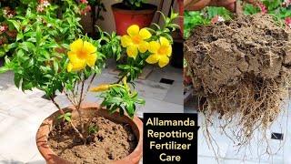 Allamanda plant care n repotting Organic liquid fertilizer monsoon flowering plant [upl. by Manara]