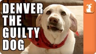 Denver the Guilty Dog  Memed [upl. by Ingmar459]