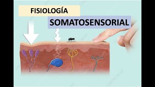 MedFriends  Fisiología del Sistema Somatosensorial [upl. by Michel303]