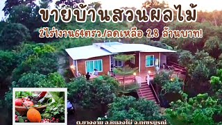 ขายบ้านสวนมะม่วง3สายพันธุ์และผลไม้อื่นๆLand for sale in PhetchabunThailand [upl. by Kerrie]