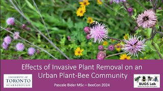 Effects of Invasive Plant Removal on an Urban PlantBee Community [upl. by Ecneret]