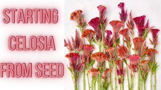 HOW TO START Celosia From Seed And Care Instructions  PepperHarrow [upl. by Bush1]