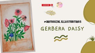 Gerbera Daisy Botanical Illustrations Kamath Hashtag [upl. by Line]